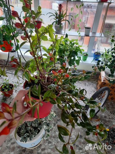 Комнатные цветы