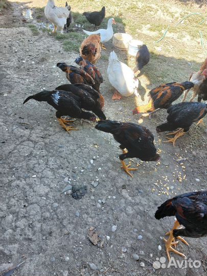 Бойцовые петухи