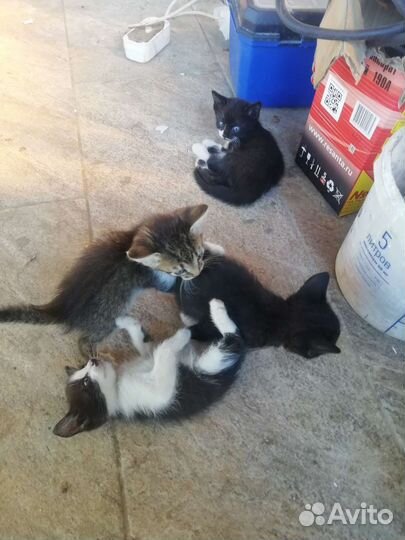 Отдам котят