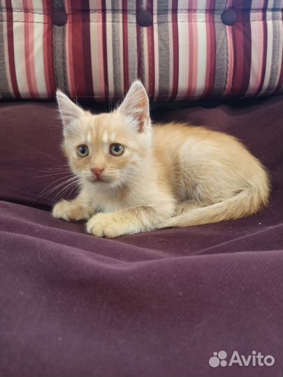 Котята сибирской кошки