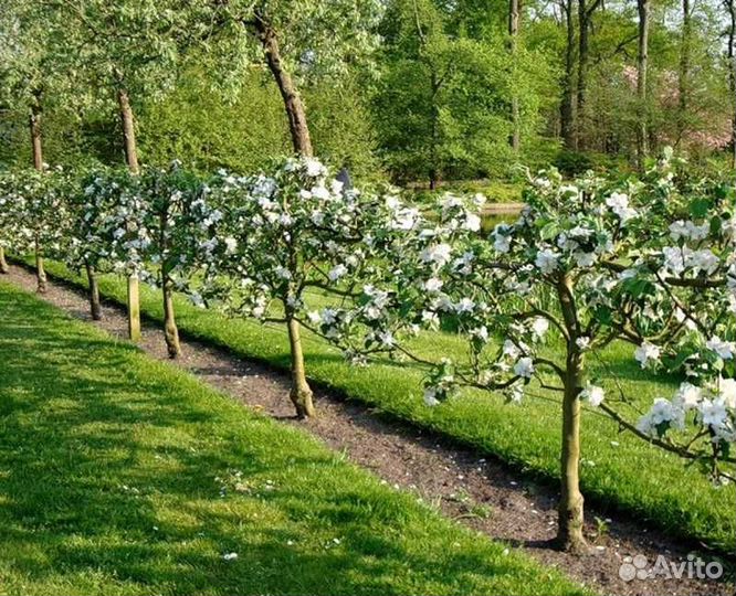 Саженцы для дачи