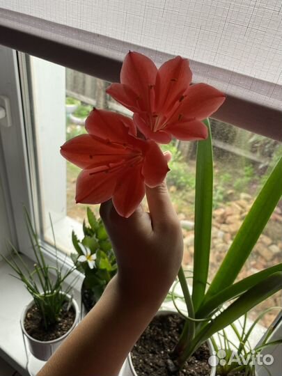 Гиппеаструм Розовый