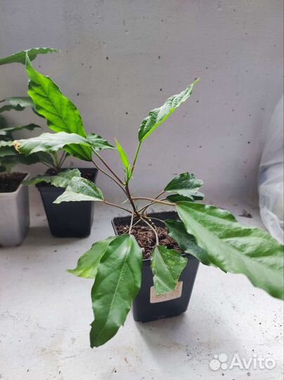 Гибискус вариегатный