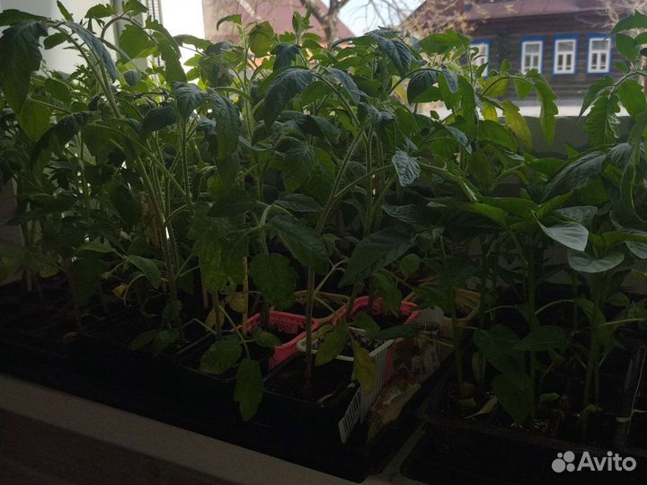 Рассада помидор и баклажан