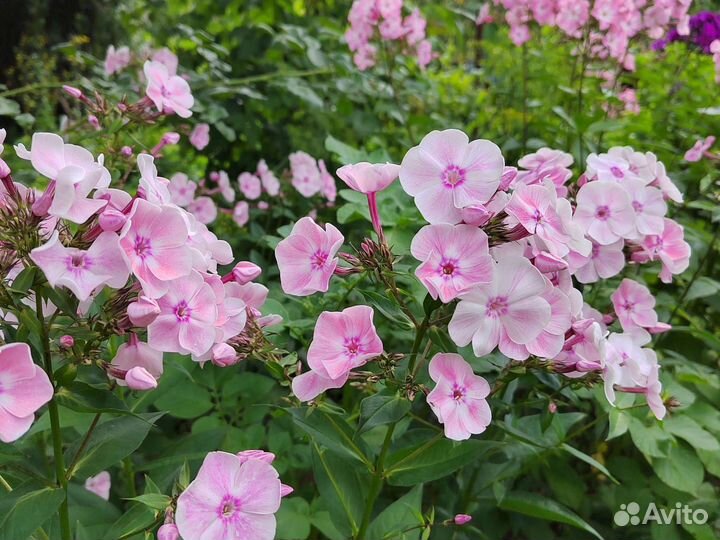 Флоксы сортовые подмосковные