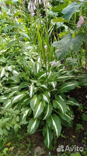 Флоксы, хризантемы, манарда, рудбекия, цветы