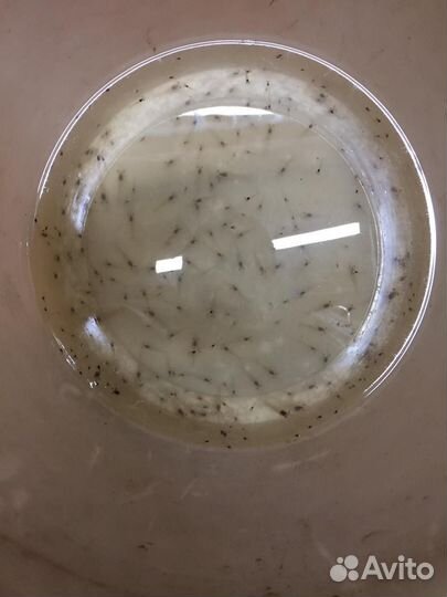 Креветка розенберга