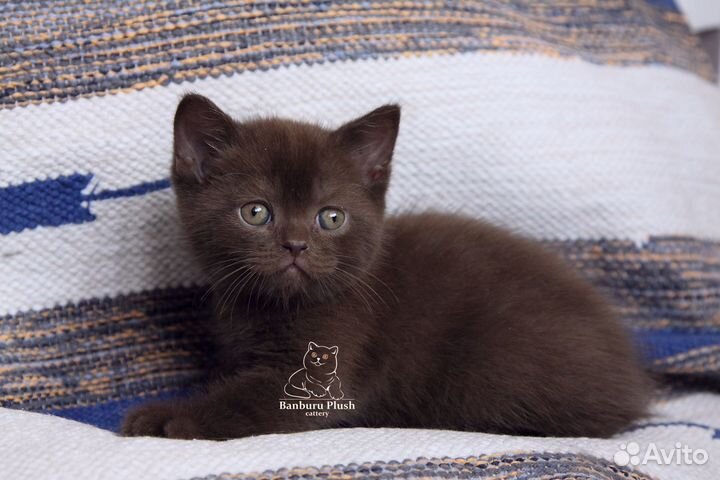 Шоколадные британцы