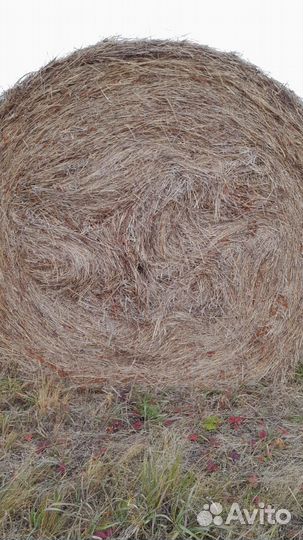 Сено остравное в рулонах