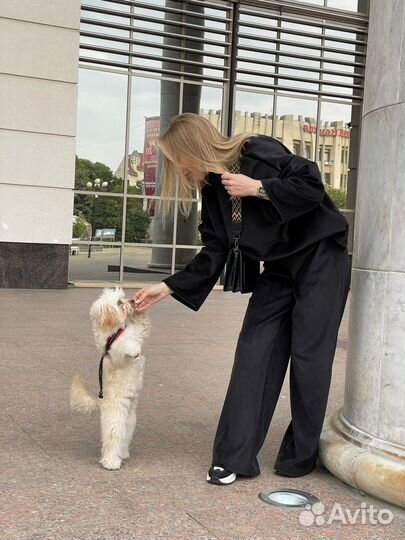 Собака для фотосессии