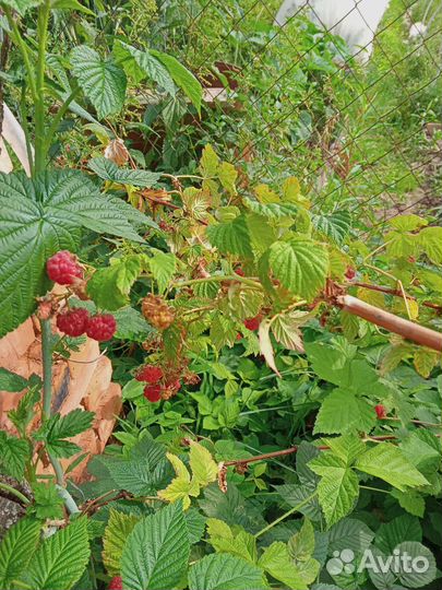 Саженцы малины