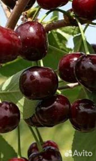 Крупная сортовая вишня саженцы