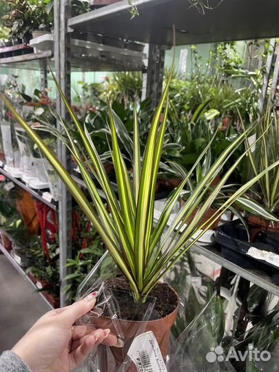 Драцена санрей (Dracaena Marginata Sunray)