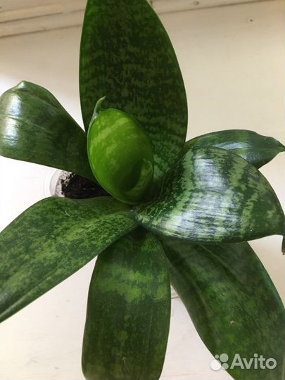 Сансевиерия ханни