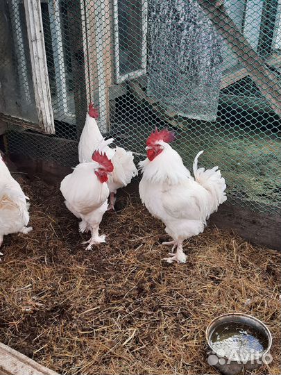 Петух маран белый