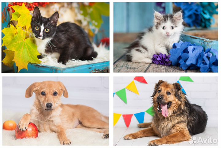 Фотограф анималист/ фотосъемка животных