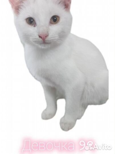 Котики ищут любящих хозяев