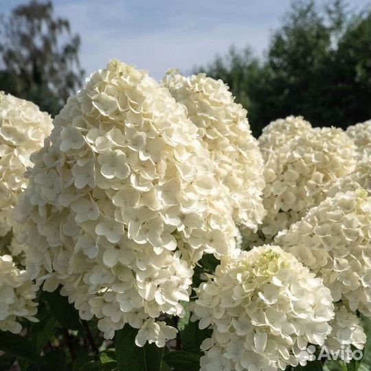 Гортензия саммерр сноу