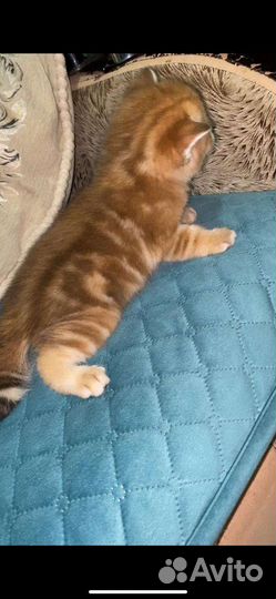 Котята золотая шиншилла