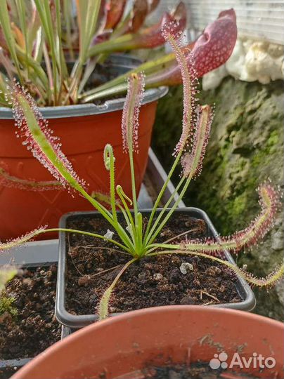 Росянка капская, семена в подарок