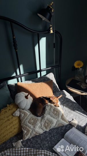 Отдам собаку в добрые руки