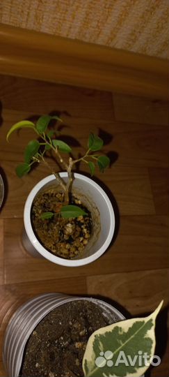 Фикус бенджамина