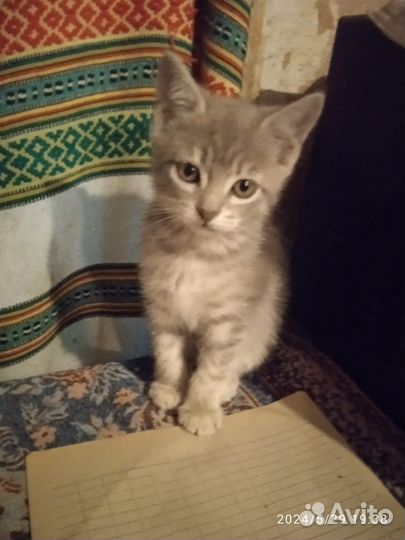 Котик, 2.5 месяца