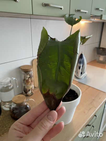 Стрелиция николая