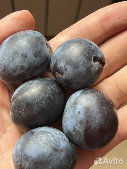 Слива и тернослива(саженцы и ягоды)