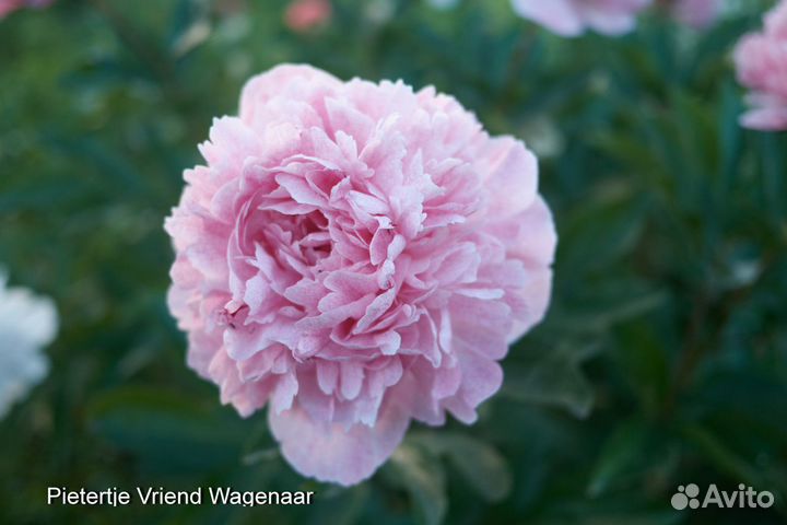 Корни пионов на осень 23г