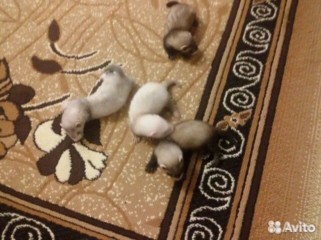 Хоречки на любой вкус