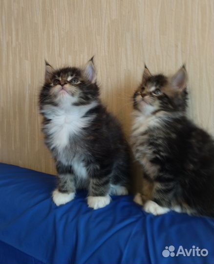 Мейнкуны Уральские самоцветики