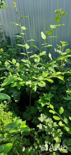 Саженцы сливы