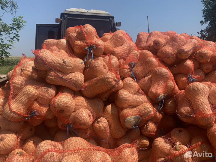 Тыква матильда и батернат