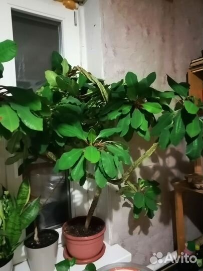 Молочай беложильный