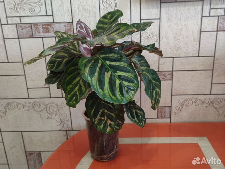 Калатея Макоя