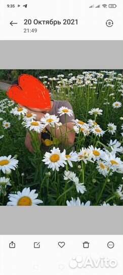 Крупные садовые ромашки. рассада