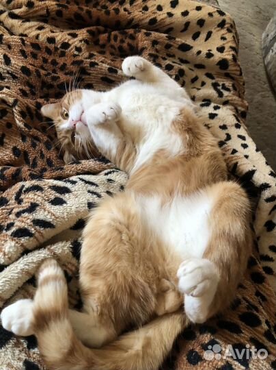 Вязка с котом