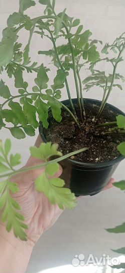 Асплениум Парвати в горшке 0.3 л