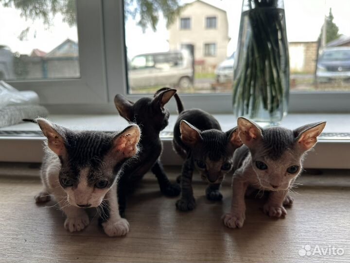 Донской сфинкс котята