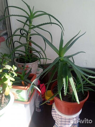 Цветы комнатные