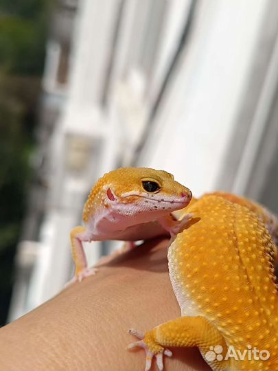 Эублефар Blood Блад самка