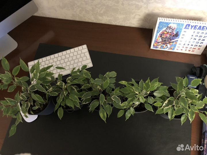 Фикус бенджамина