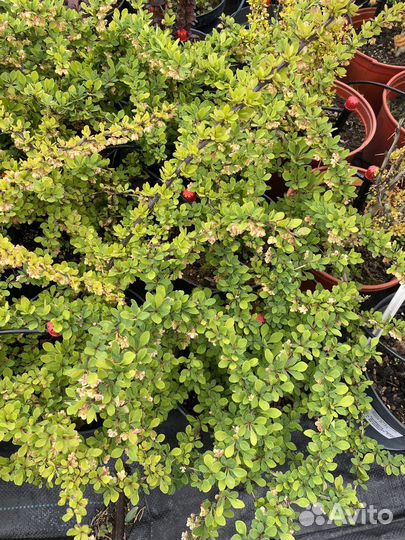 Барбарис тунберга в асортисенте