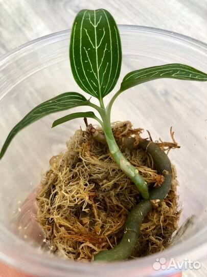 Драгоценные орхидеи