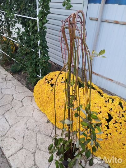 Ива козья Пендула, ива козья килманарок