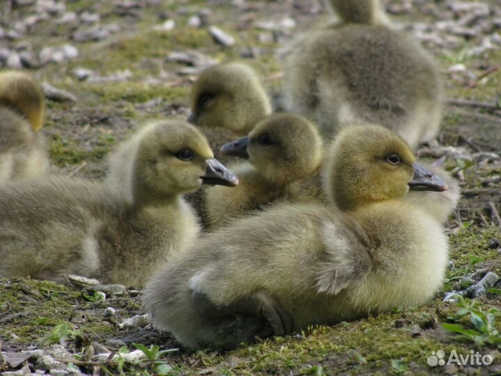 Утята.гусята