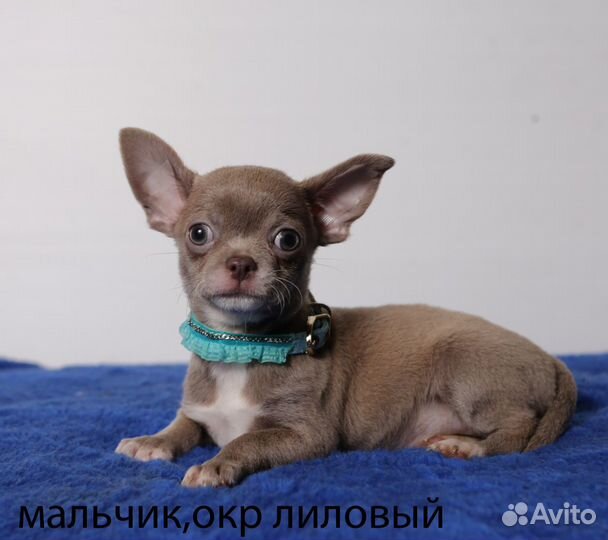 Щенки чихуахуа