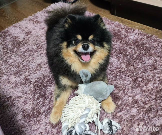 Маленькая собака