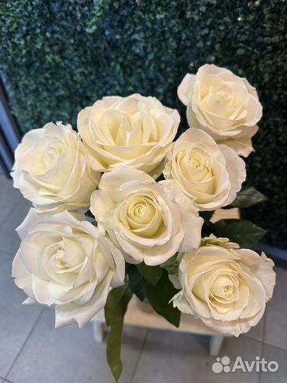 Роза белая Мондиал поштучно